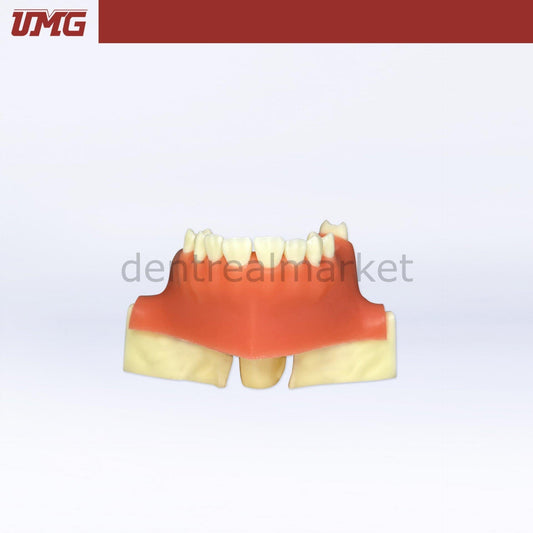 Umg Dental - Umg Model Sine Lift Training Model - UM - 2013S
